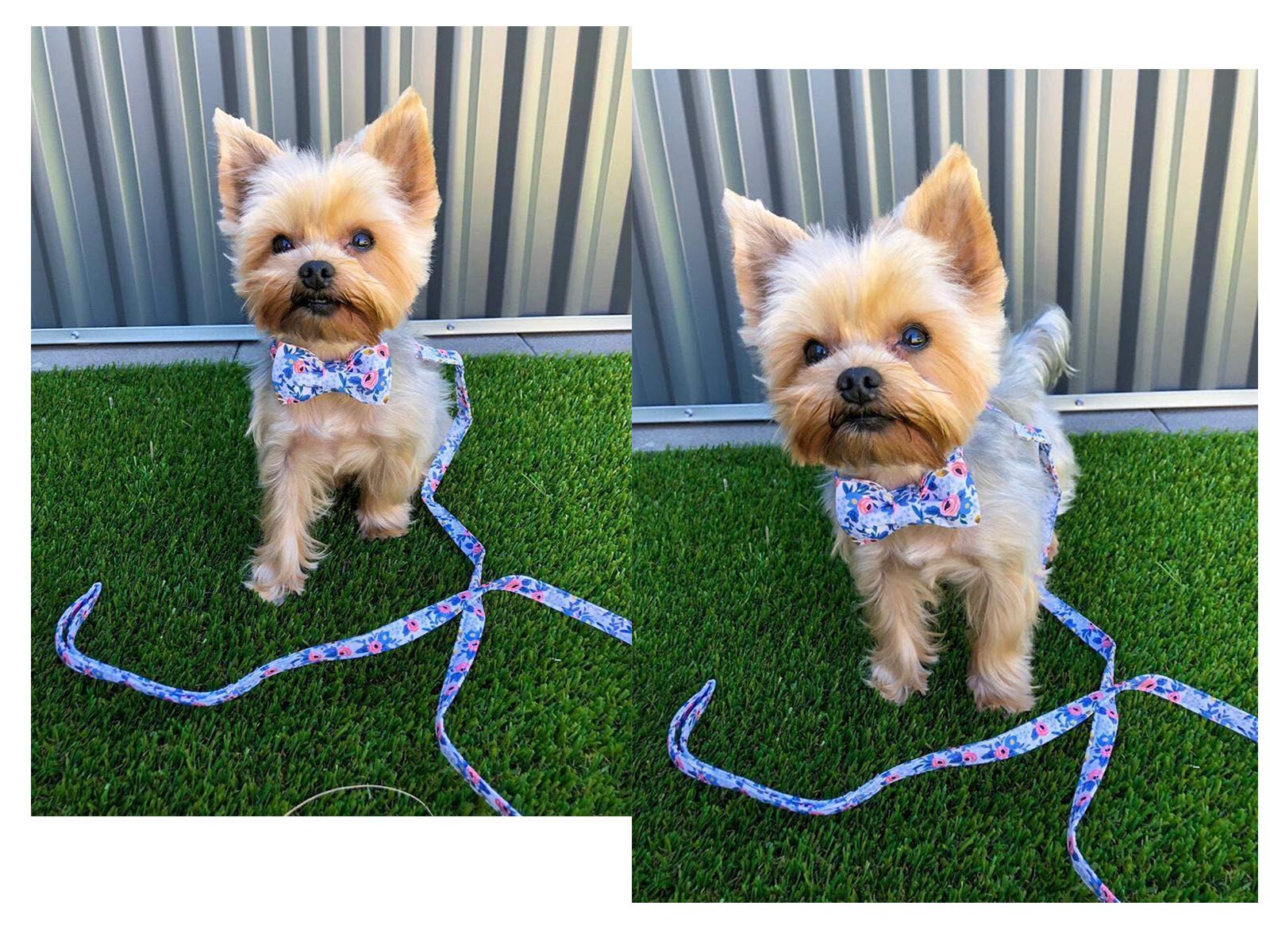 Bowtie Dog Collar with Metal Buckle for Girl, Blue Flower