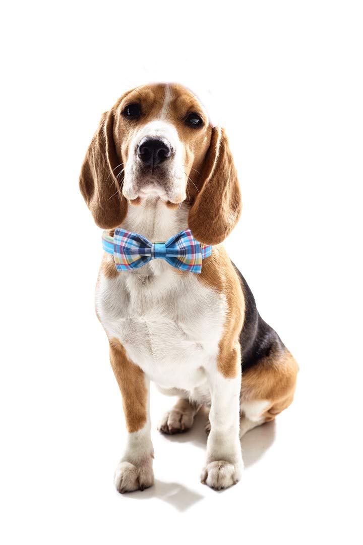 Bowtie Dog Collar with Metal Buckle for Boy Dog
