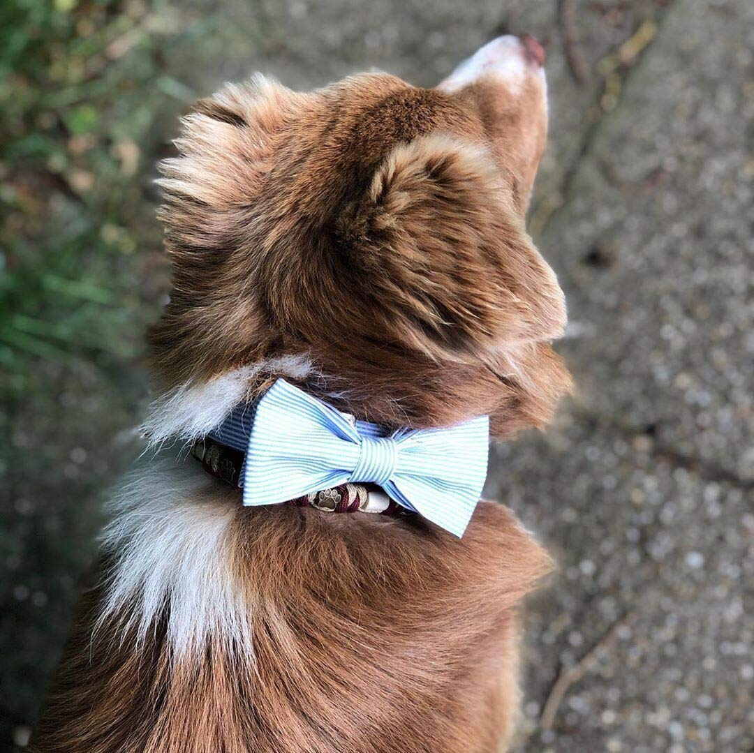 Bowtie Dog Collar with Metal Buckle for Girl or Boy
