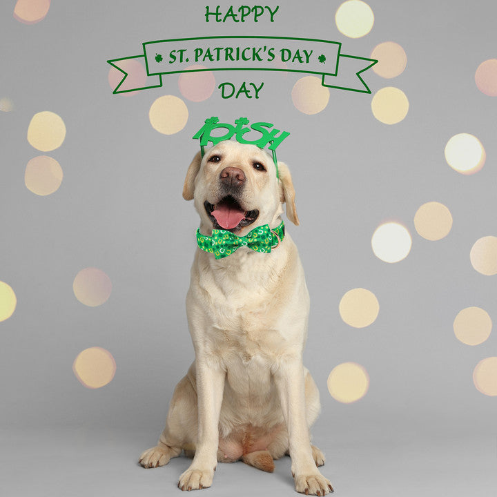 St. Patrick's Day Dog Collar with Bowtie for Girl or Boy, Green Clover
