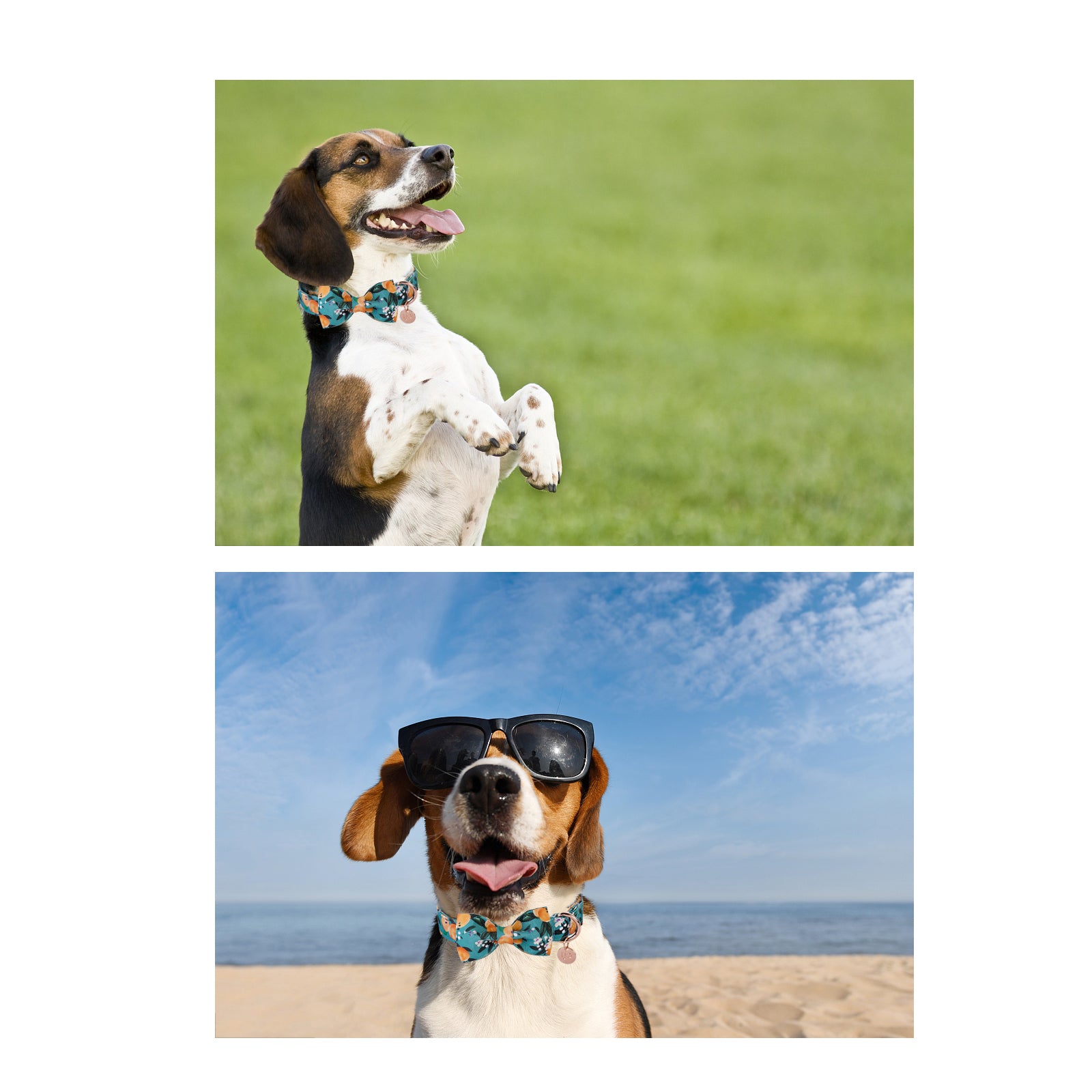 Peach Dog Collar with Bowtie for Male Female Dogs