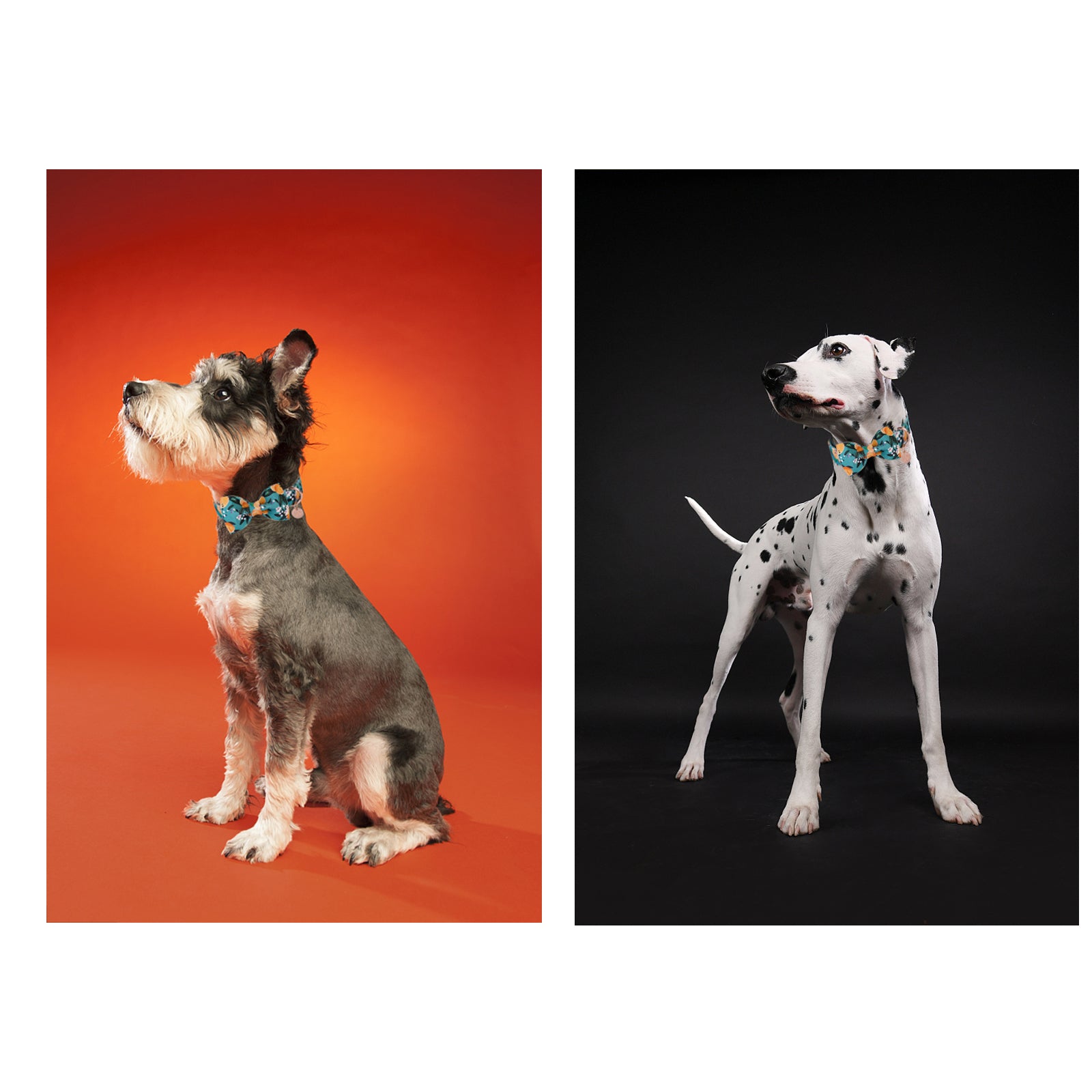 Peach Dog Collar with Bowtie for Male Female Dogs