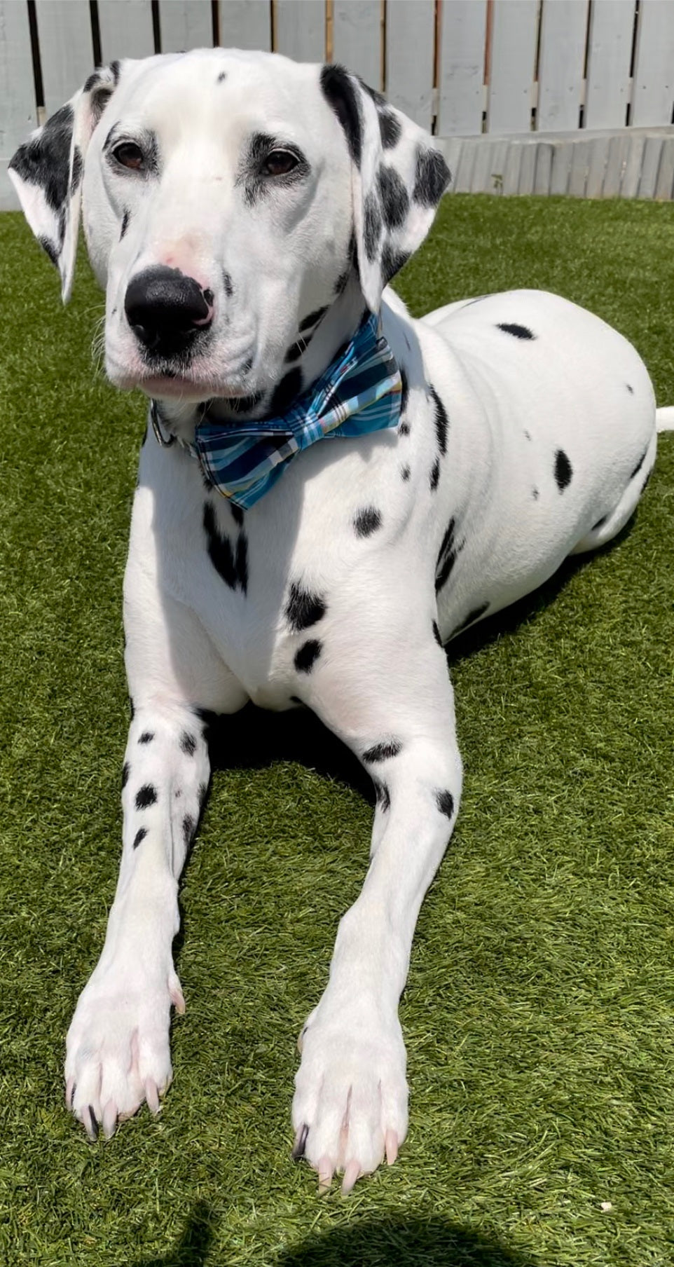 Bowtie Dog Collar with Metal Buckle for Boy Dog