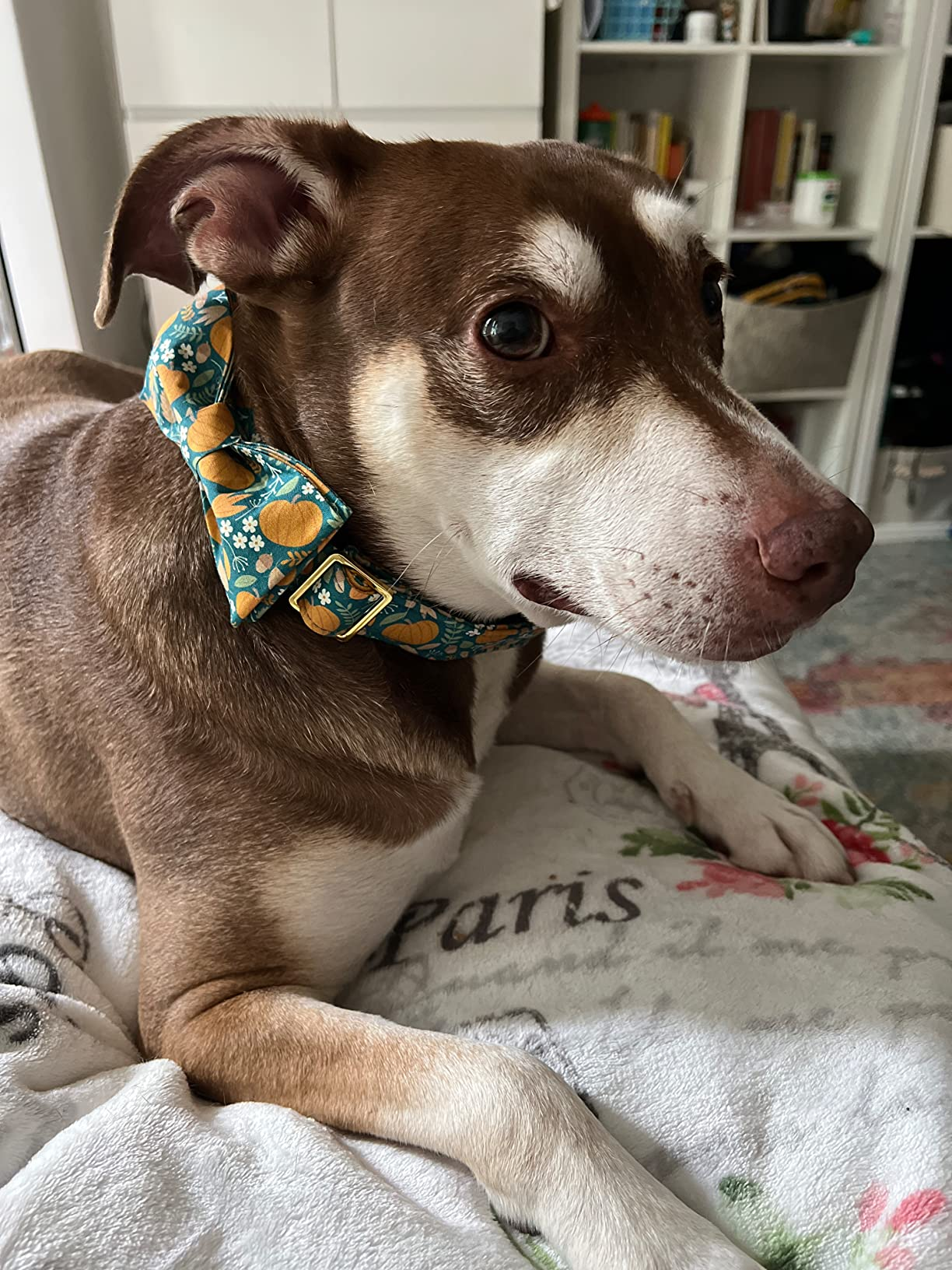 Halloween Bowtie Dog Collar with Metal Buckle for Girl or Boy, Pumpkin Pattern